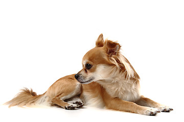 Image showing small chihuahua isolated