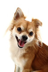 Image showing small chihuahua isolated