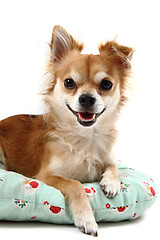 Image showing small chihuahua isolated