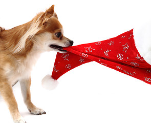 Image showing small chihuahua and christmas isolated