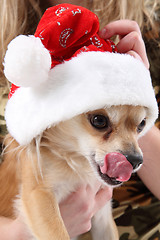 Image showing small chihuahua and christmas