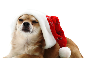 Image showing small chihuahua and christmas isolated
