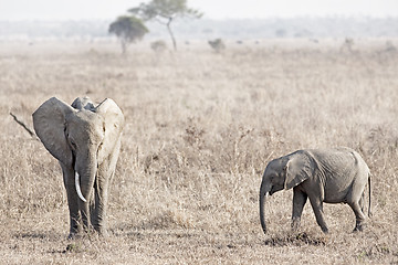 Image showing Wild Elephant