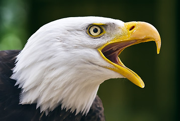 Image showing bald eagle. haliaeetus leucocephalus
