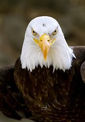 Image showing bald eagle haliaeetus leucocephalus