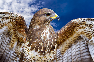 Image showing Common Buzzard. Buteo buteo