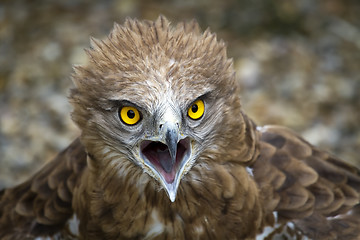 Image showing Toed Eagle. Circaetus gallicus