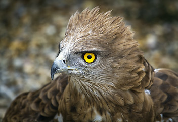 Image showing Toed Eagle. Circaetus gallicus