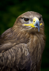 Image showing steppe eagle Aquila nipalensis