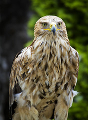 Image showing Imperial Eagle Aquila Heliaca