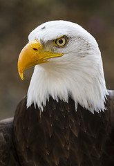 Image showing bald eagle. haliaeetus leucocephalus