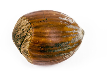 Image showing hazelnut