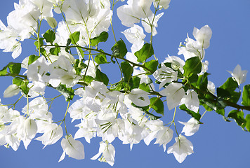 Image showing White blooming bougainvilleas against the blue sky 