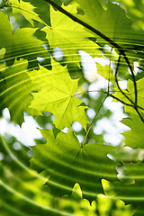 Image showing Branch of green maple with water ripples