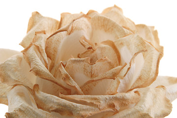 Image showing Fading Rose - close-up