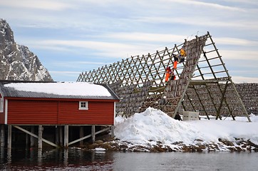 Image showing Hanging fish in Lofoten