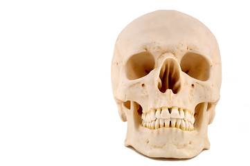 Image showing Skull 1-Medical Model
