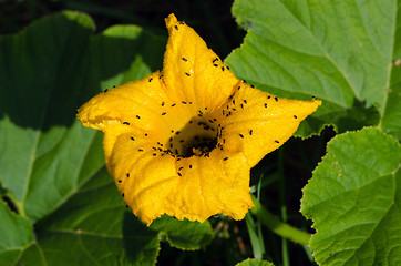 Image showing Yellow pumpkin bloom little bugs 