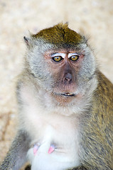 Image showing monkey