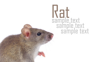 Image showing rat 