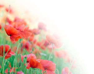 Image showing closeup of red poppy on cereal field