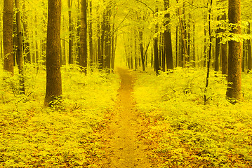 Image showing Autumn Pathway                              