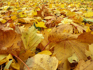 Image showing autumn leaves