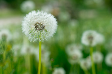 Image showing dandelions 