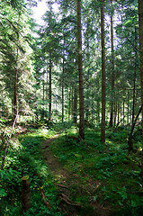 Image showing green forest 