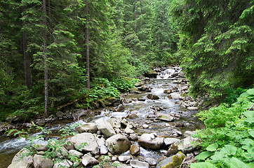 Image showing  forest