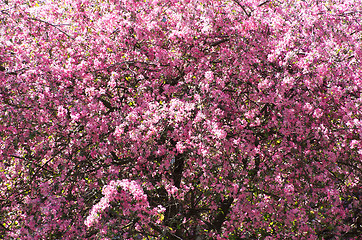 Image showing cherry flower    