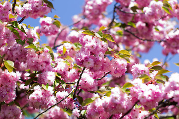 Image showing cherry flower    