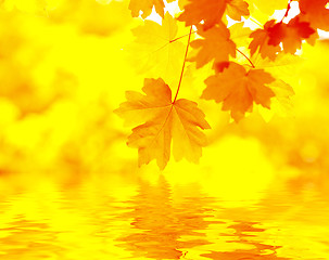 Image showing Autumn Background