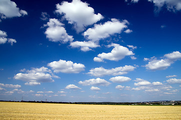 Image showing Field of wheat 