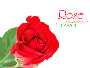 Image showing Red rose with leaves isolated on white