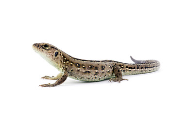 Image showing lizard 