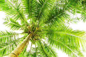 Image showing Leaves of palm tree