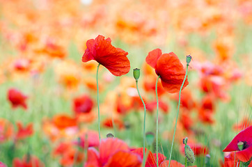 Image showing  red poppy 