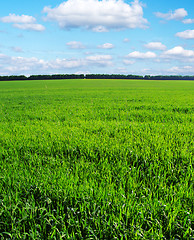 Image showing green field