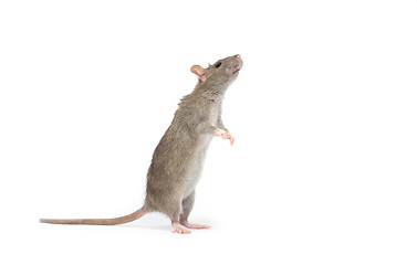 Image showing rat 