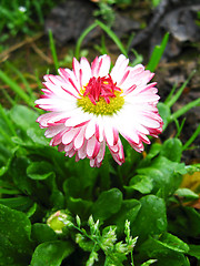 Image showing Beautiful pink flower of a daisy