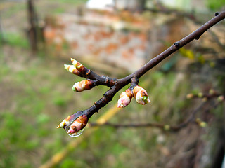 Image showing Young sprouts of a tree in the spring