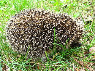 Image showing The hedgehog in a grass