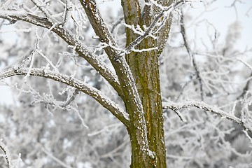 Image showing Winter tree