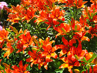 Image showing beautiful red lilies