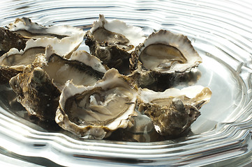 Image showing Oysters on a silver platter