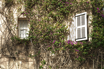 Image showing Windows and wall with ivy