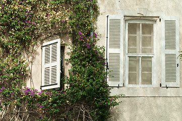 Image showing Windows and wall with ivy