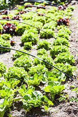 Image showing Vegetable Garden