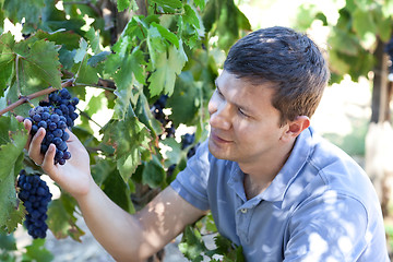 Image showing young man at a vineyard